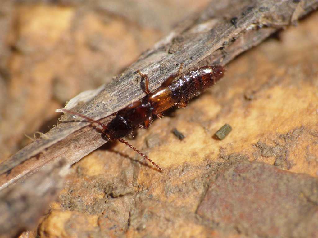 Staphylinidae 1 - Achenium sp.